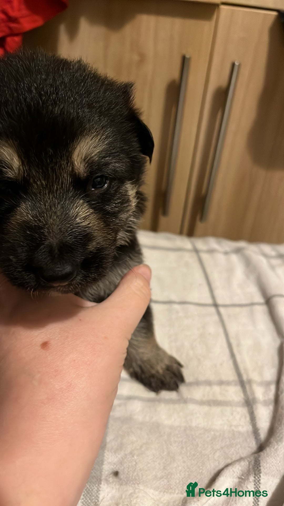 German Shepherd dogs for sale: German Shepard puppies.  - Image 3