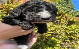 Cockapoo dogs for sale: Cockapoo - Image 2