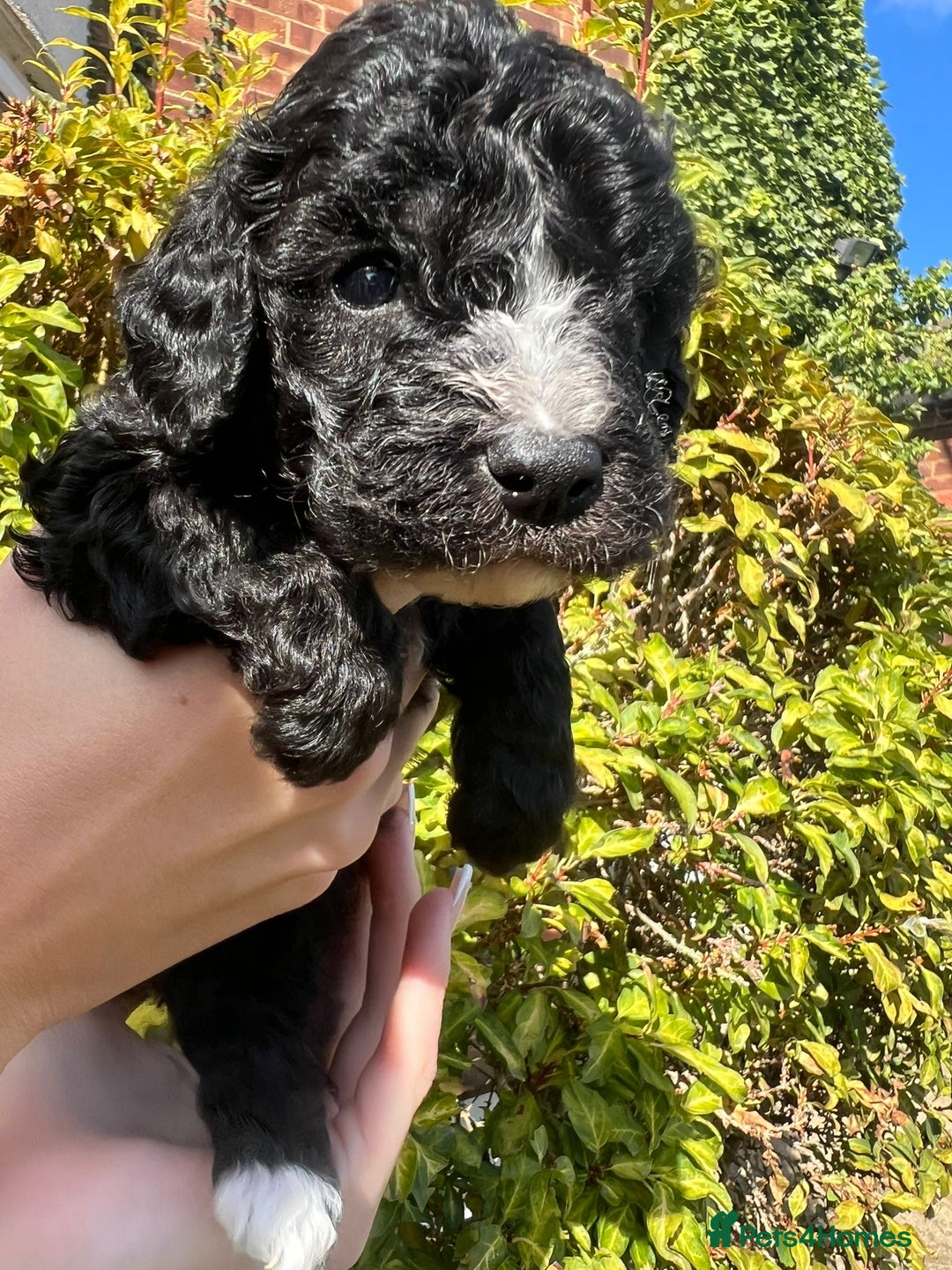 Cockapoo dogs for sale: Cockapoo - Image 2