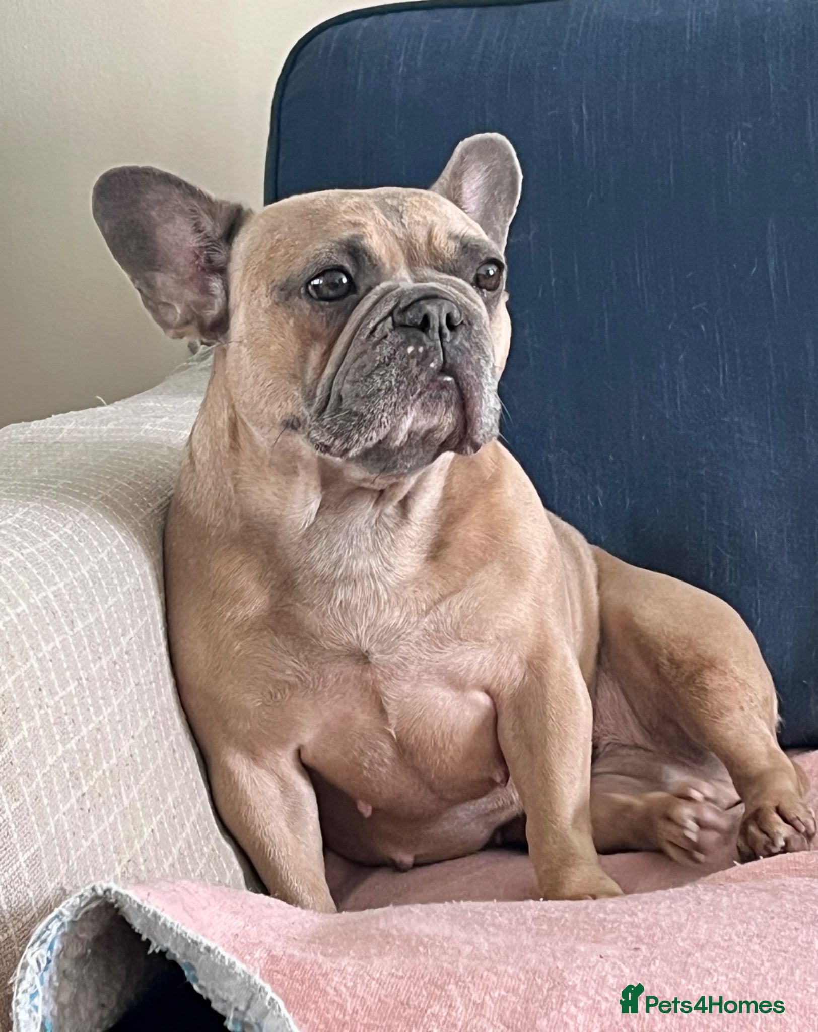 French Bulldog dogs 6-Year-Old Spayed Female Seeking Forever Home - Advert 1