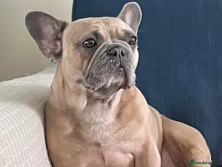 French Bulldog dogs 6-Year-Old Spayed Female Seeking Forever Home - Advert 5