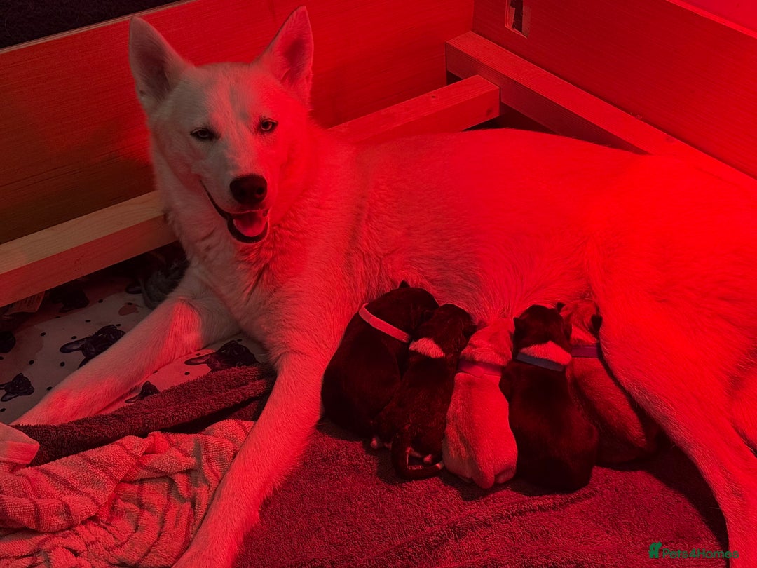 Siberian Husky dogs for sale: Husky Puppy🌸 - Advert 3