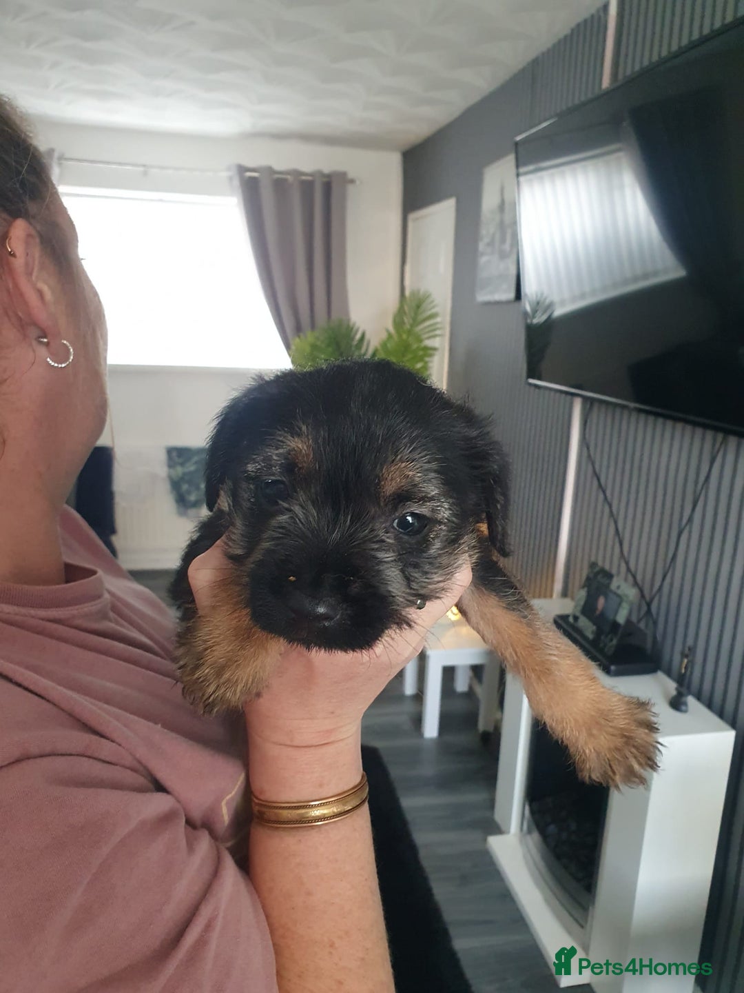 Border Terrier dogs for sale: 2 little sisters  - Image 2