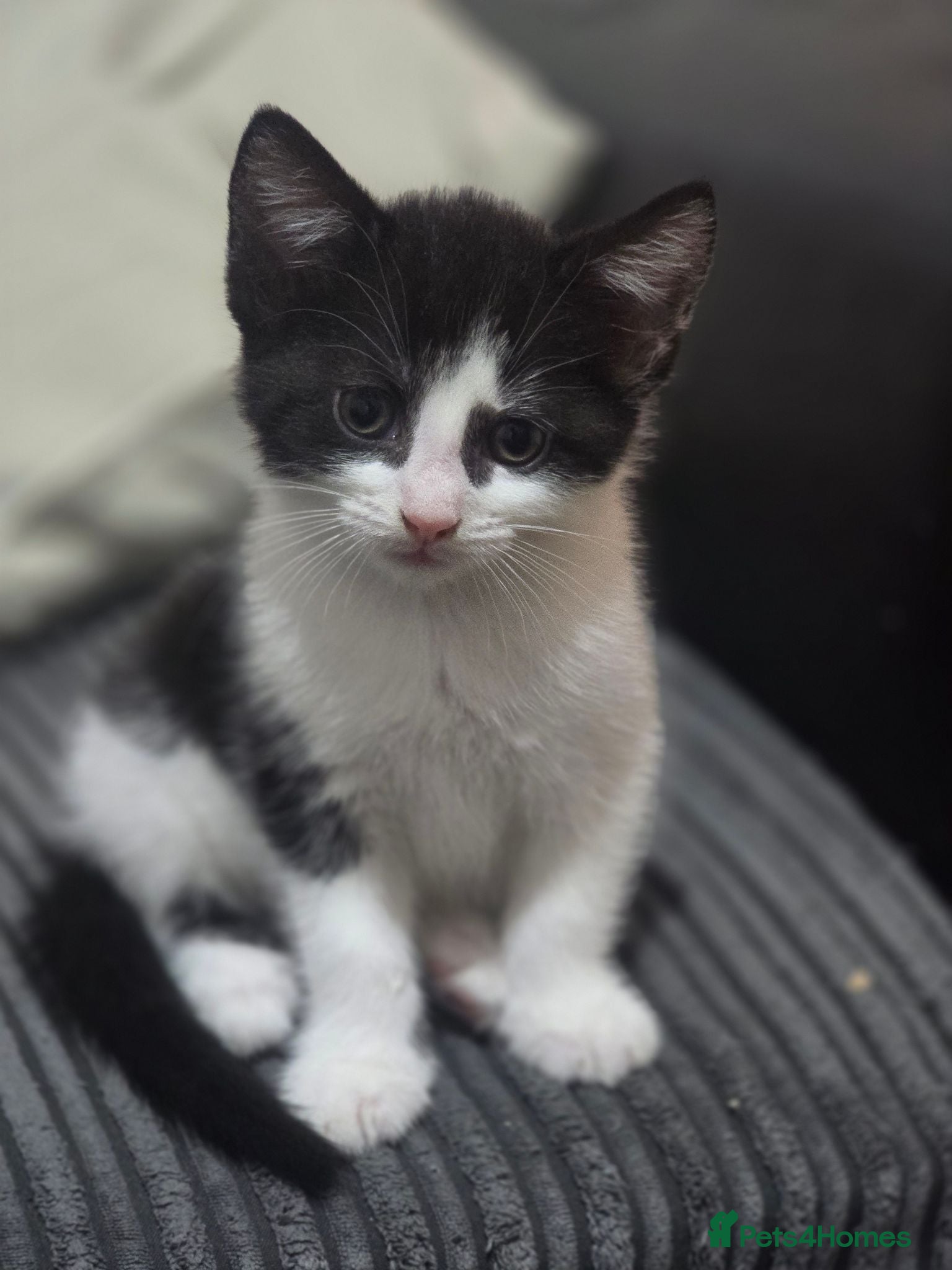 Domestic Shorthair cats Playful kittens - Advert 3