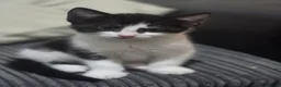 Domestic Shorthair cats for sale: Playful kittens in Rugby - Advert 4
