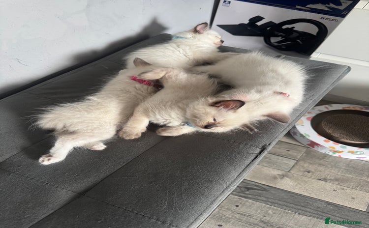 Ragdoll cats - Advert 4