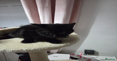 Mixed Breed cats - Advert 4