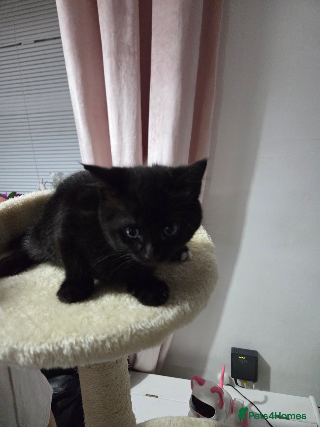 Mixed Breed cats for sale: Sweet cats search new house  - Image 2
