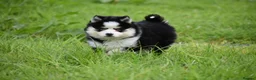 Pomsky dogs for sale: F4 Genuine Pomskies from health tested parents - Advert 17