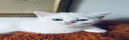 Scottish Fold cats for sale: BEAUTIFUL GIRLS LOOKING FOR FOREVER HOMES - Advert 15