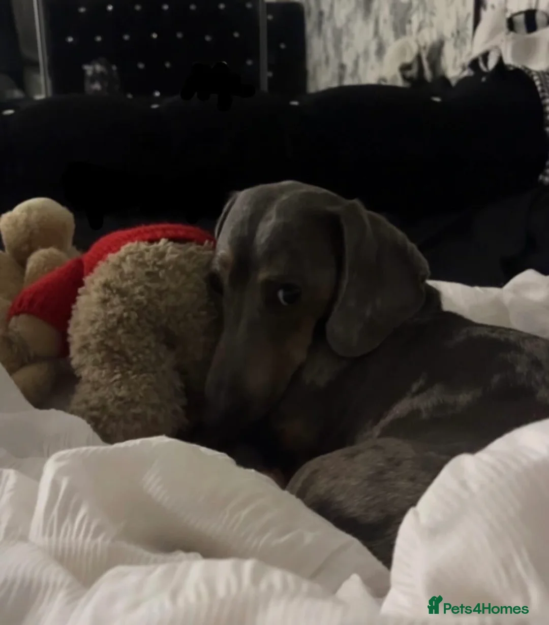 Miniature Dachshund dogs for sale: 2 year old blue dapple miniature dauschund - Advert 2