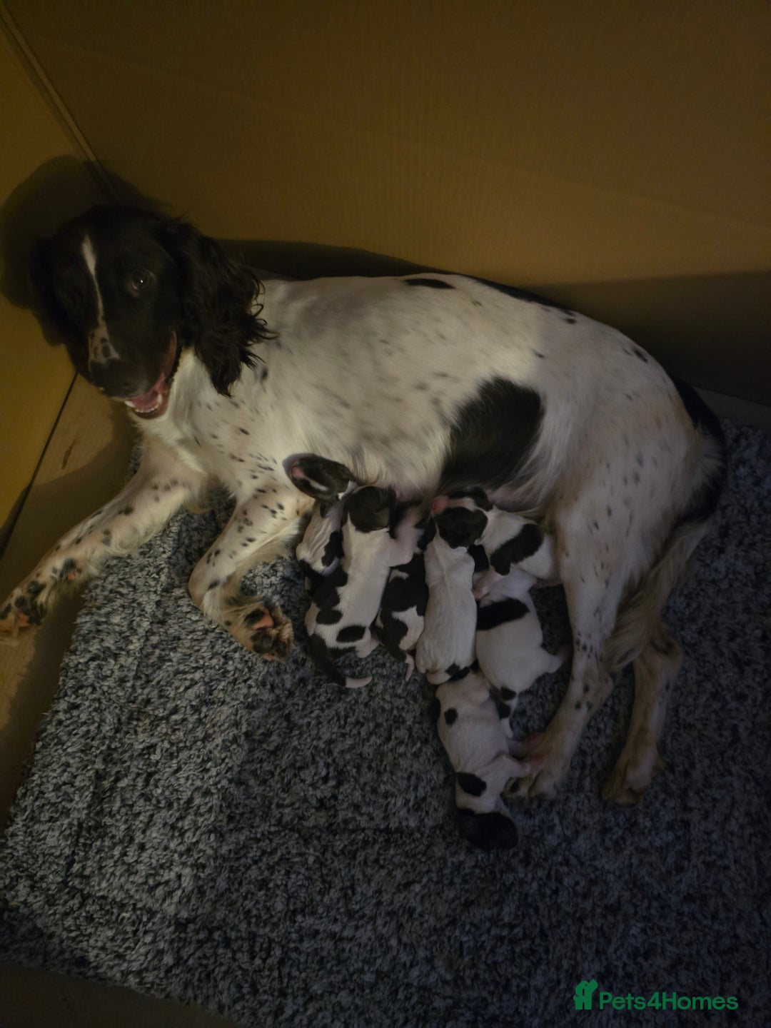 English Springer Spaniel dogs for sale: Mr d barton - Image 2