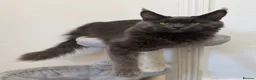 Maine Coon cats for sale: Pedigree GCCF Russian Kazakhstan import line - Advert 33