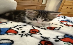 Abyssinian cats for sale: 8 week Female kitten for sale  - Image 1