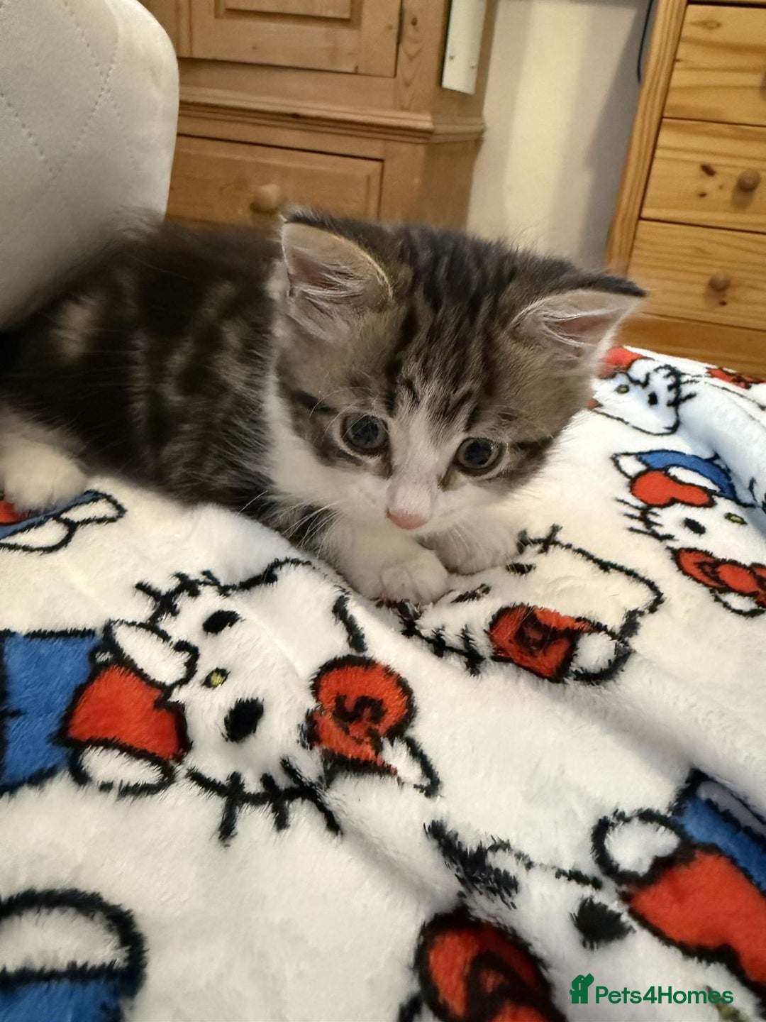 Abyssinian cats for sale: 8 week Female kitten for sale  - Image 1