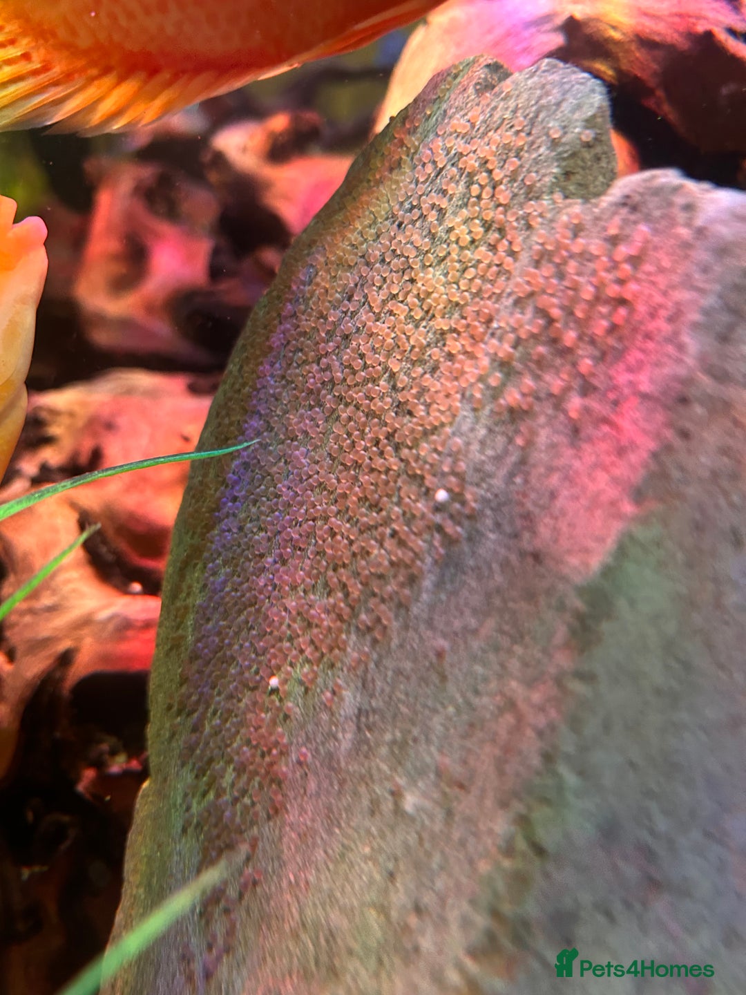 Other/Mixed Breed fish for sale: Tropical fish  - Advert 1