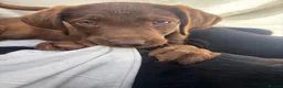 Labrador Retriever dogs for sale: Gorgeous Labrador puppies  - Advert 14