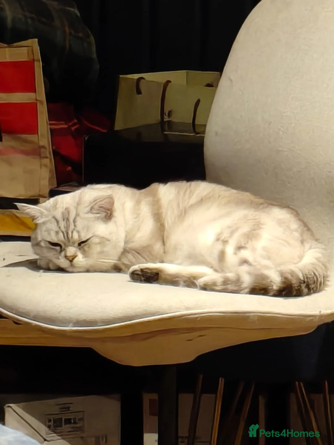 British Shorthair cats for sale: Raspberry in London - Advert 2