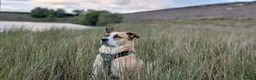 Mixed Breed dogs for adoption: Meet Ruby, currently residing in Lancashire  in Rochdale - Advert 4