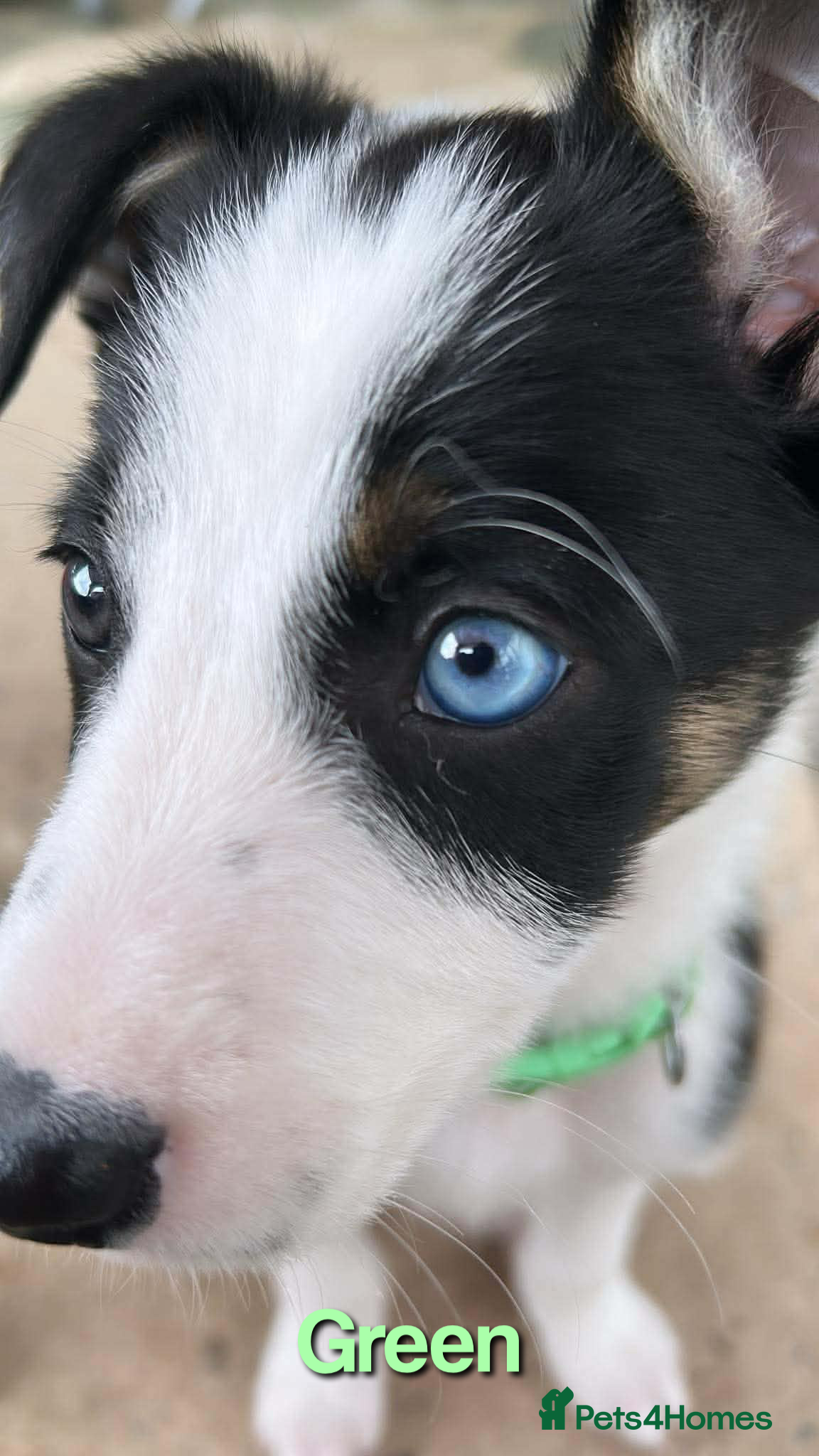 Border Collie dogs Litter of 6 beautiful male border collie puppies. - Advert 15