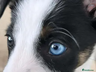 Border Collie dogs Litter of 6 beautiful male border collie puppies. - Advert 15
