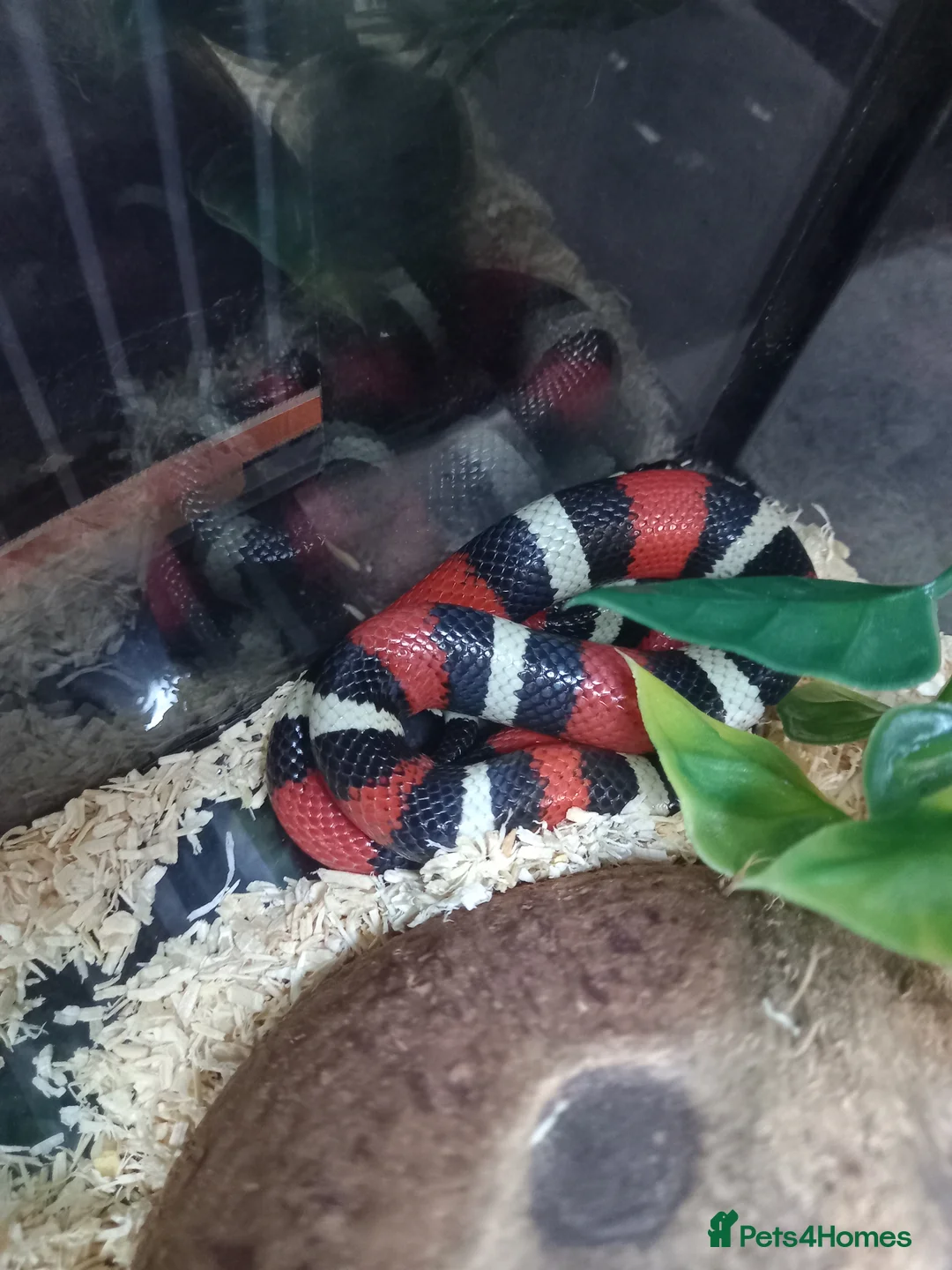 Milk Snake reptiles for sale: Baby milksnakes  - Advert 1