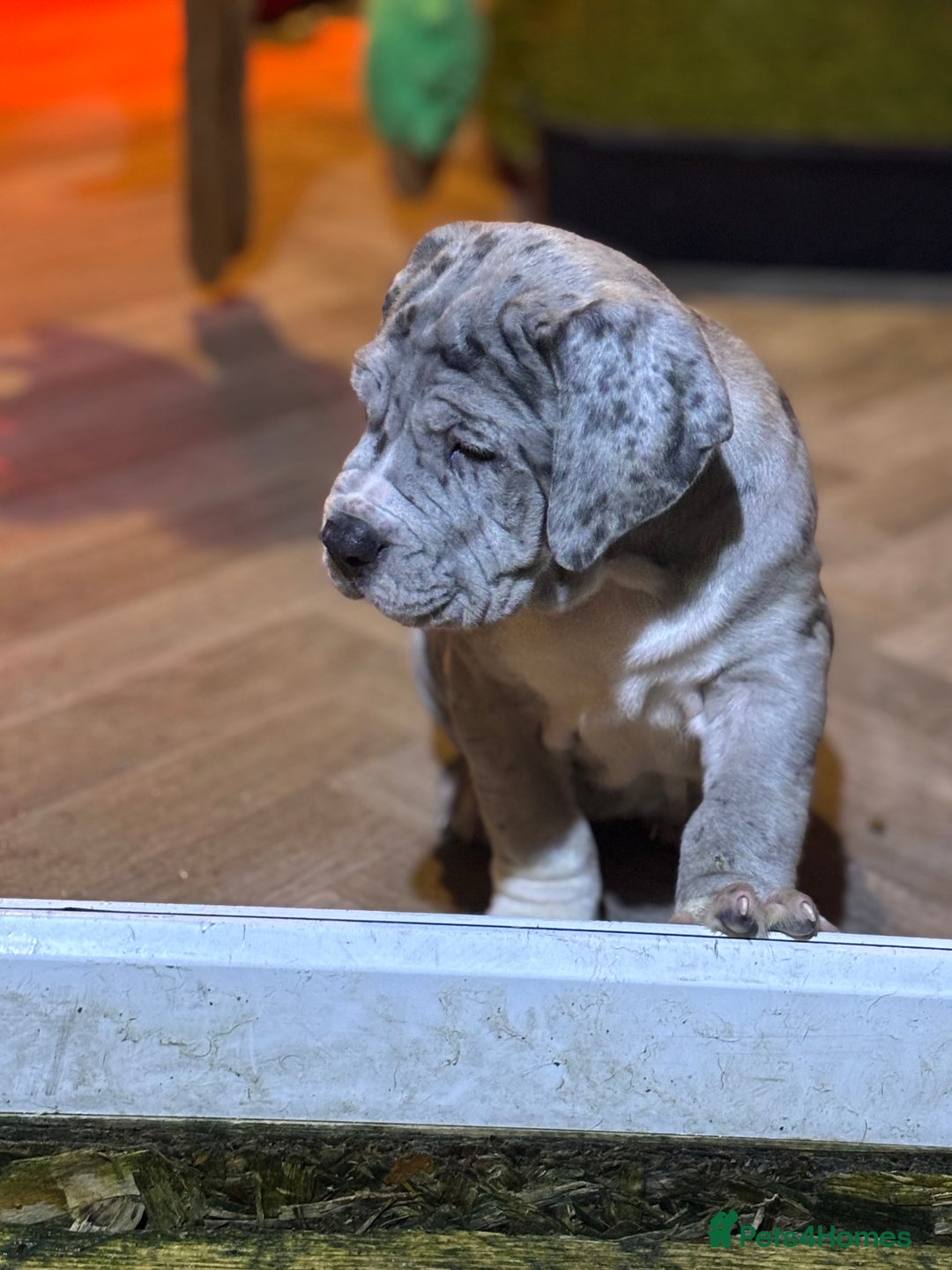 Neapolitan Mastiff dogs for sale: Mastiffs - Advert 3