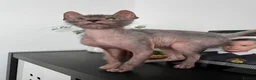 Lykoi cats for sale: Lykoi Pure Kitten - Advert 3