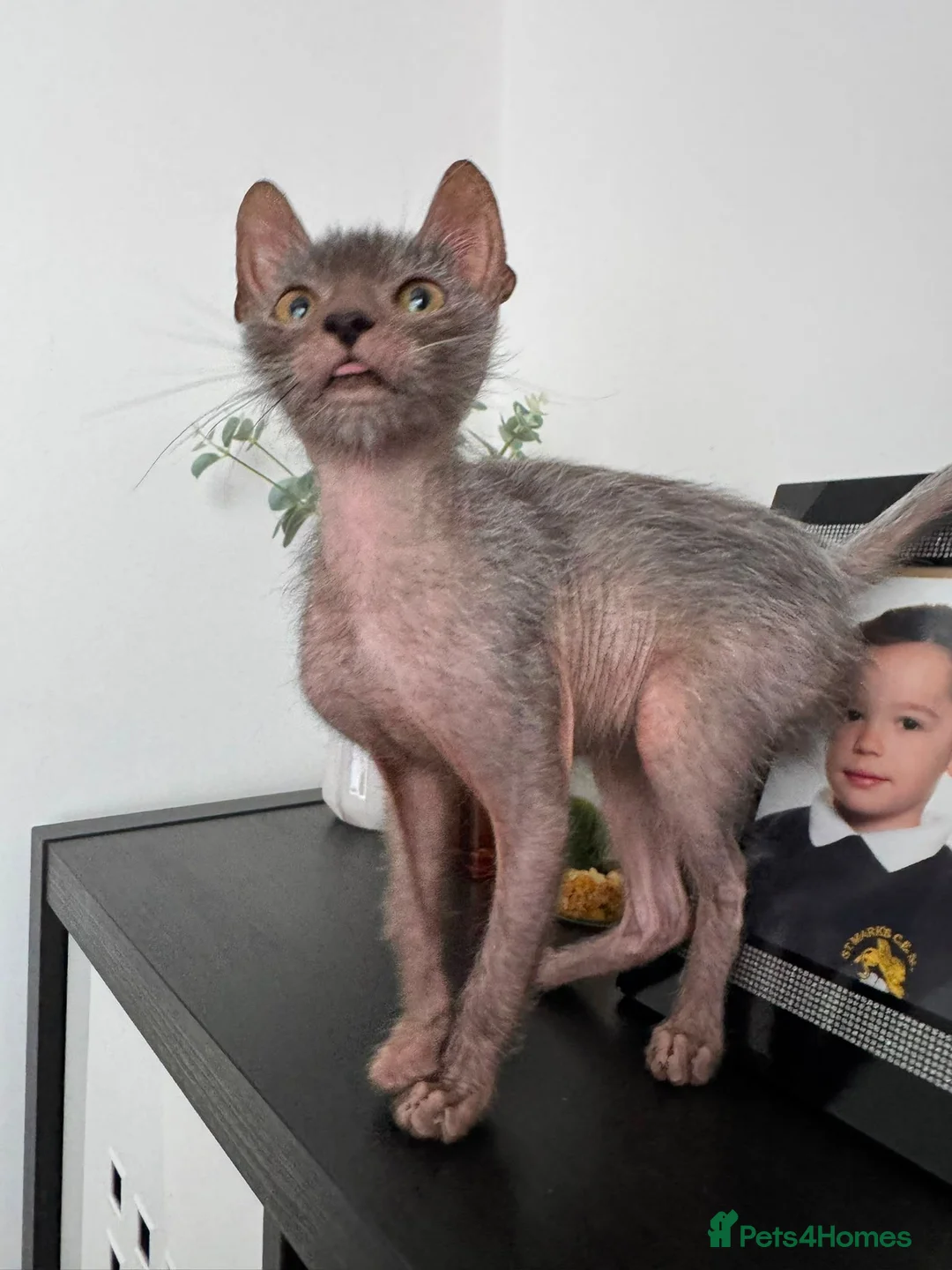Lykoi cats for sale: Lykoi Pure Kitten - Advert 3
