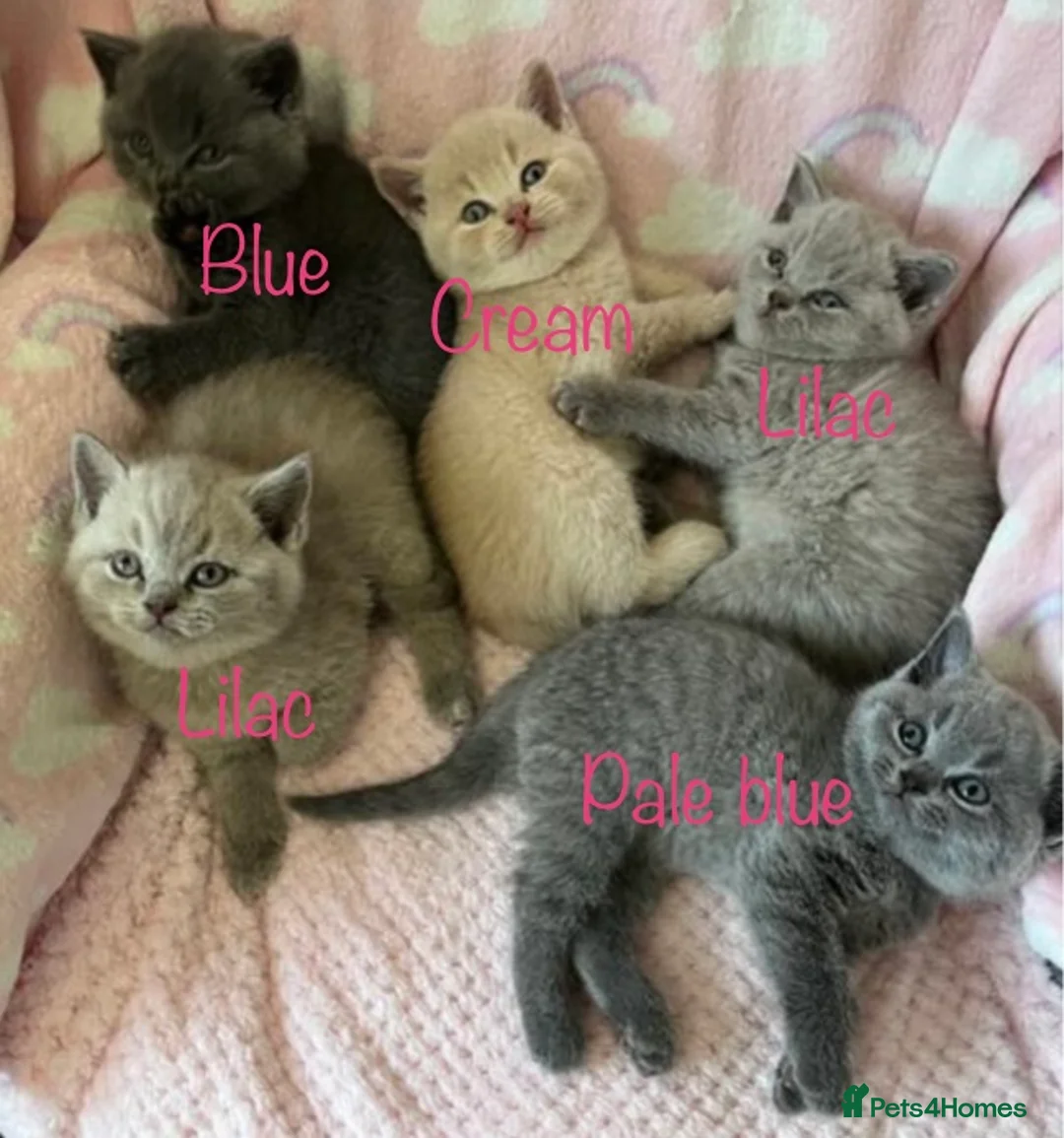 British Shorthair cats for stud: 💙 RARE COLOUR STUDS GCCF & TICA EAST MIDLANDS  in Derby - Advert 6