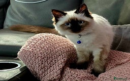 Ragdoll cats for sale: 1 boy/ 1 girl Ready to go - Image 15