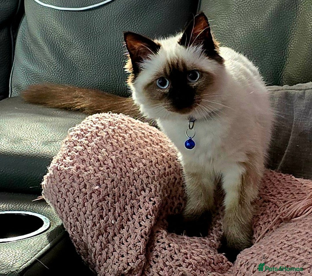 Ragdoll cats for sale: 1 boy/ 1 girl Ready to go - Image 15