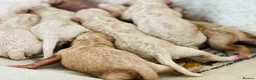 Cavapoochon dogs for sale: Exceptional Extensively health tested cavapoochon - Advert 13