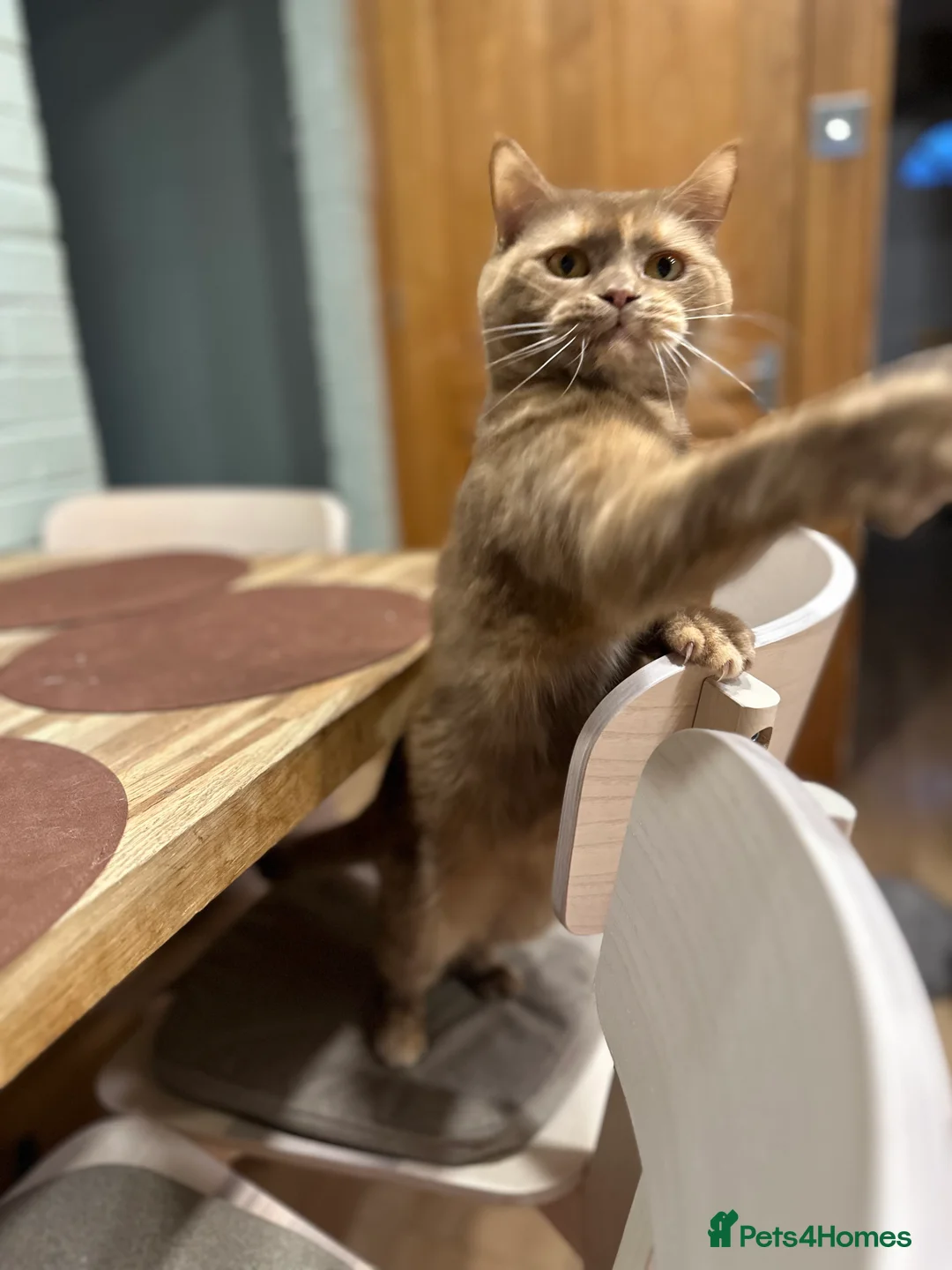 British Shorthair cats for sale: Nelly and Honey looking for forever home  - Advert 4