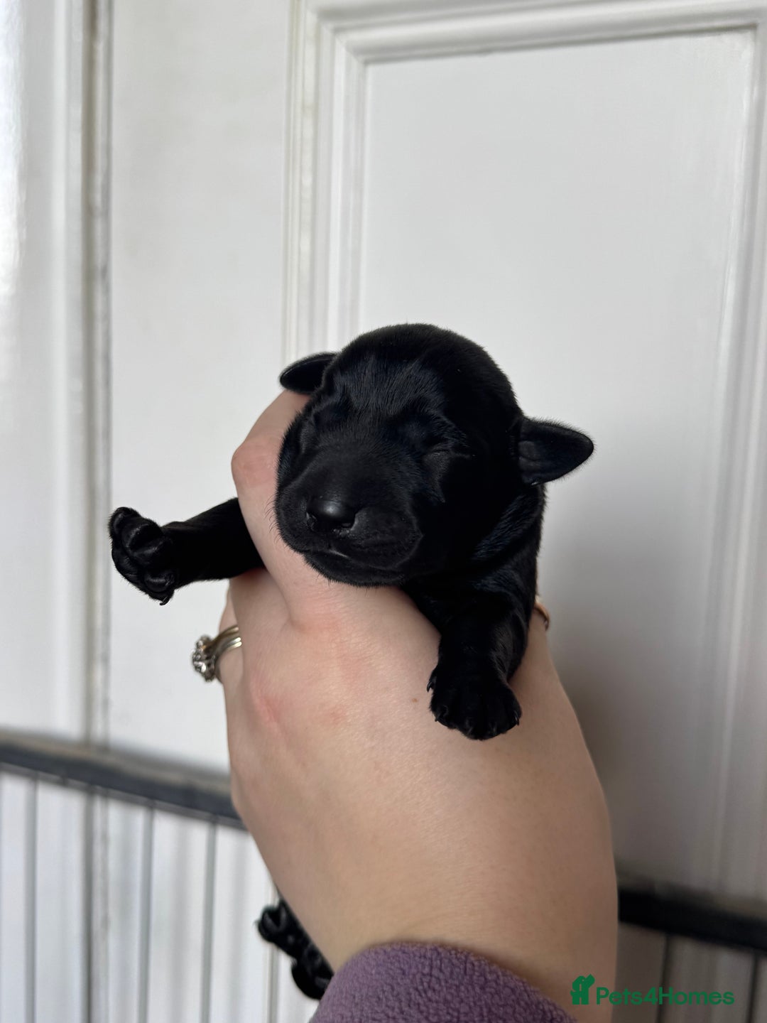 Labrador Retriever dogs for sale: Labrador pups from great working lines  - Advert 5