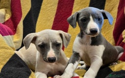 Whippet dogs for sale: Kc reg whippet litter.  male & female available - Image 30
