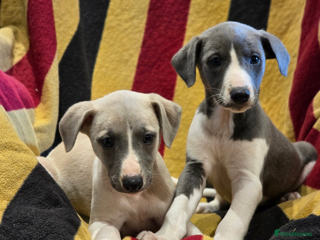 Whippet dogs for sale: Kc reg whippet litter.  male & female available - Image 30