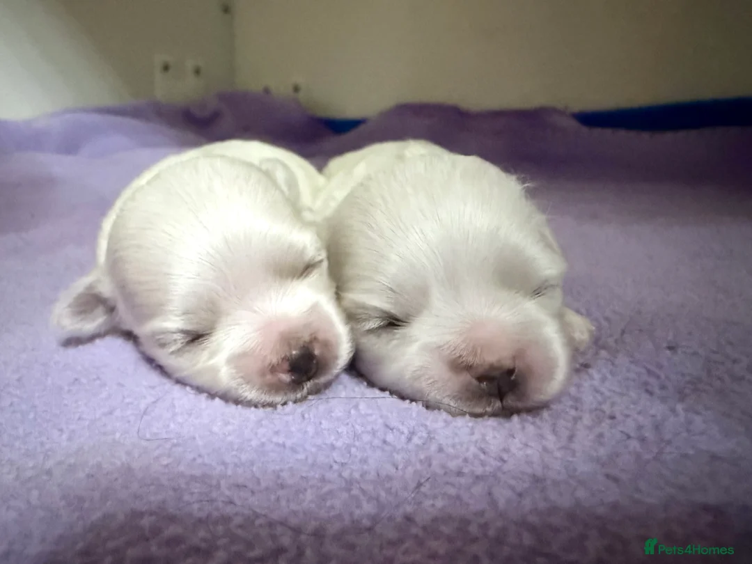 Maltese dogs for sale: Exceptional quality KC reg tiny Maltese  - Advert 11