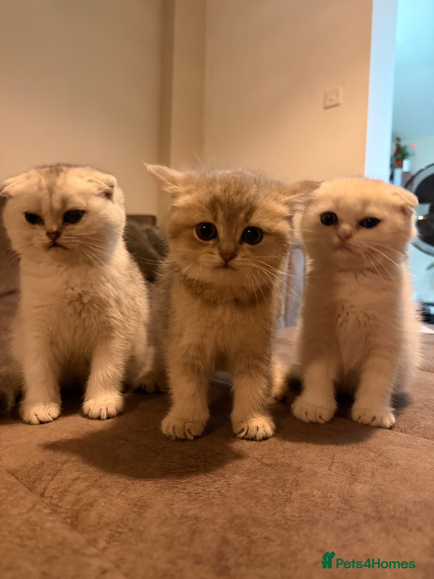 Scottish Fold cats Scottish Fold Kittens - 2 girls 1 boy  - Advert 2
