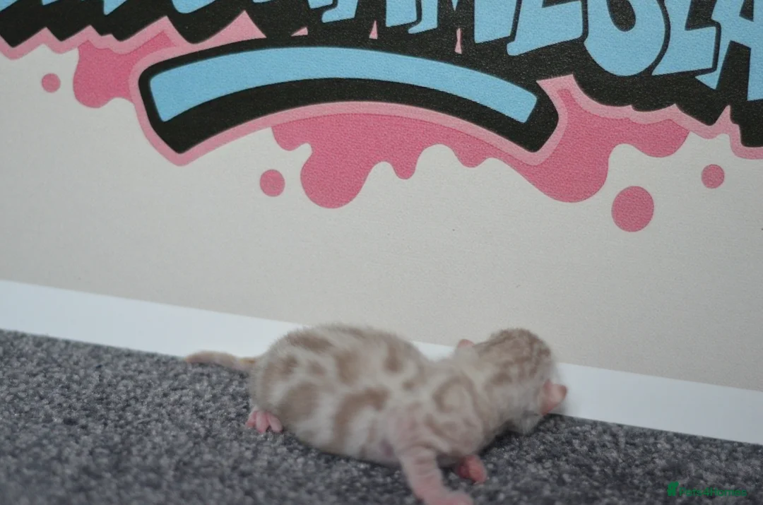 Bengal cats for sale: 🧬LIMITED BENGAL KITTENS🧬 2 females left - Advert 23