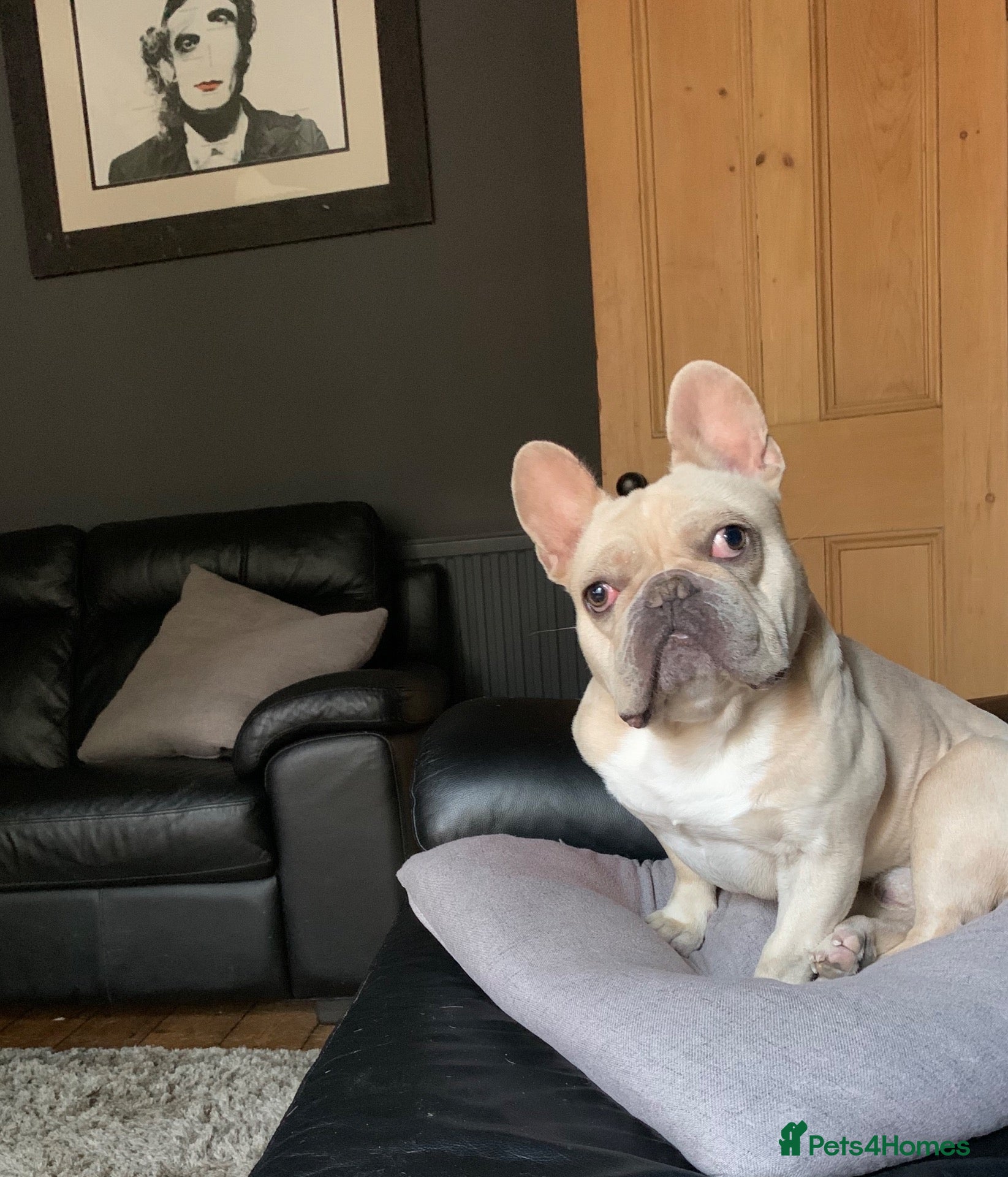 French Bulldog dogs Alan needs a new home  - Advert 1