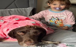 English Springer Spaniel dogs for sale: hi my name is bailey  - Image 2