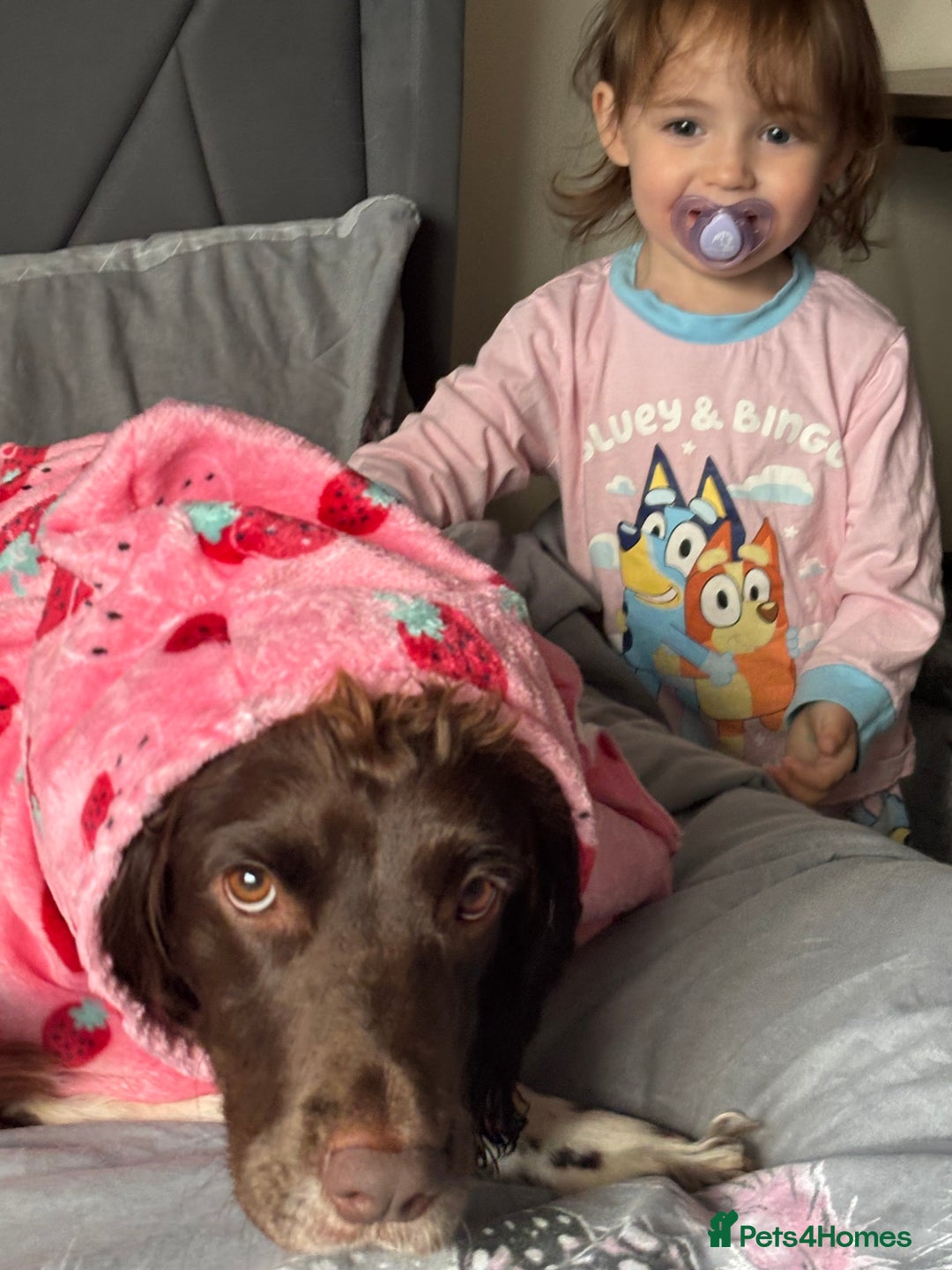 English Springer Spaniel dogs for sale: hi my name is bailey  - Image 2