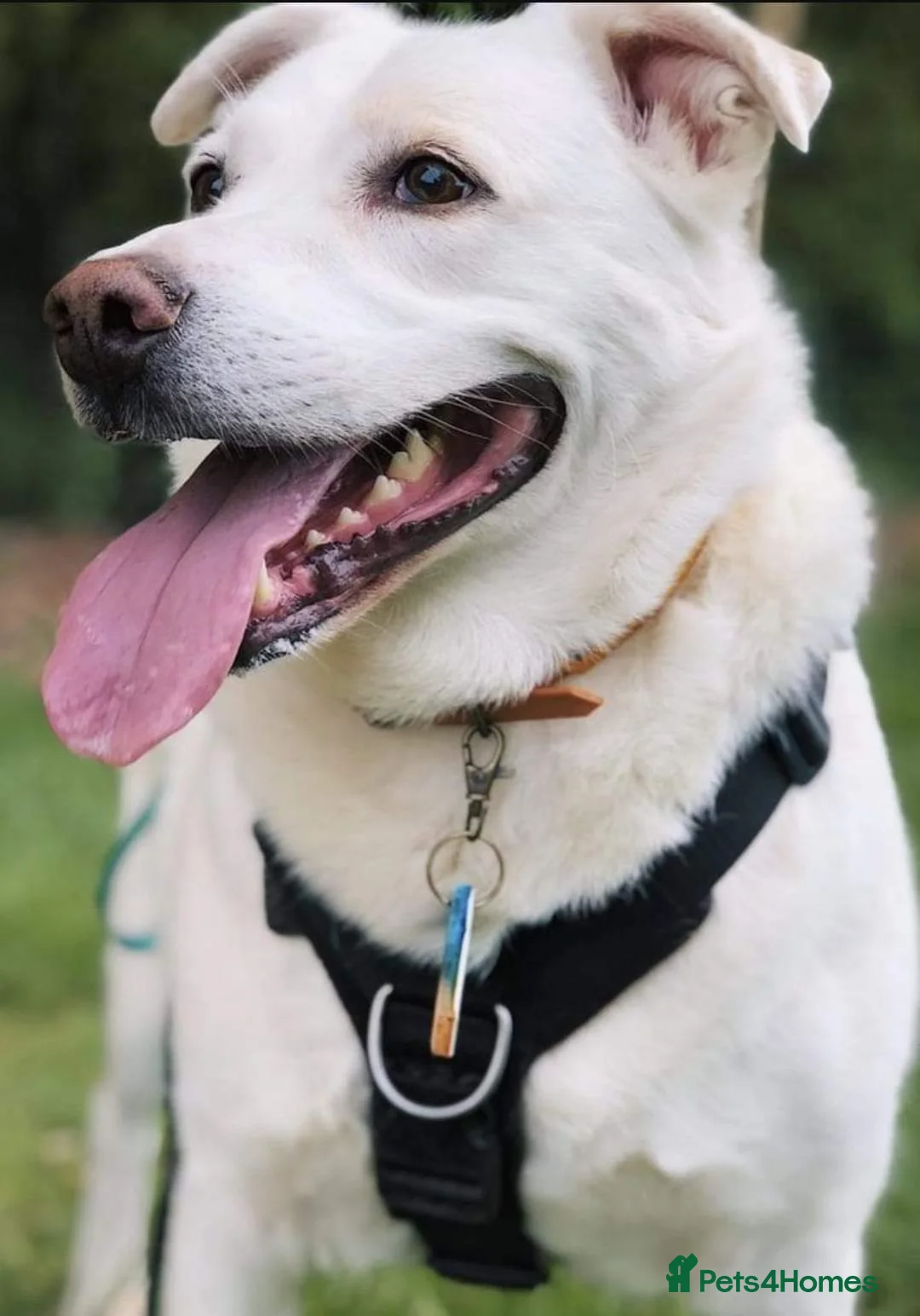 Mixed Breed dogs for adoption: Meet Biscuit, currently residing in Hampshire  in Havant - Advert 14