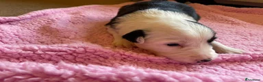 Border Collie Puppy 3
