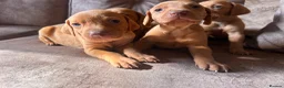 Hungarian Vizsla dogs for sale: Hungarian viszla puppies  - Advert 15