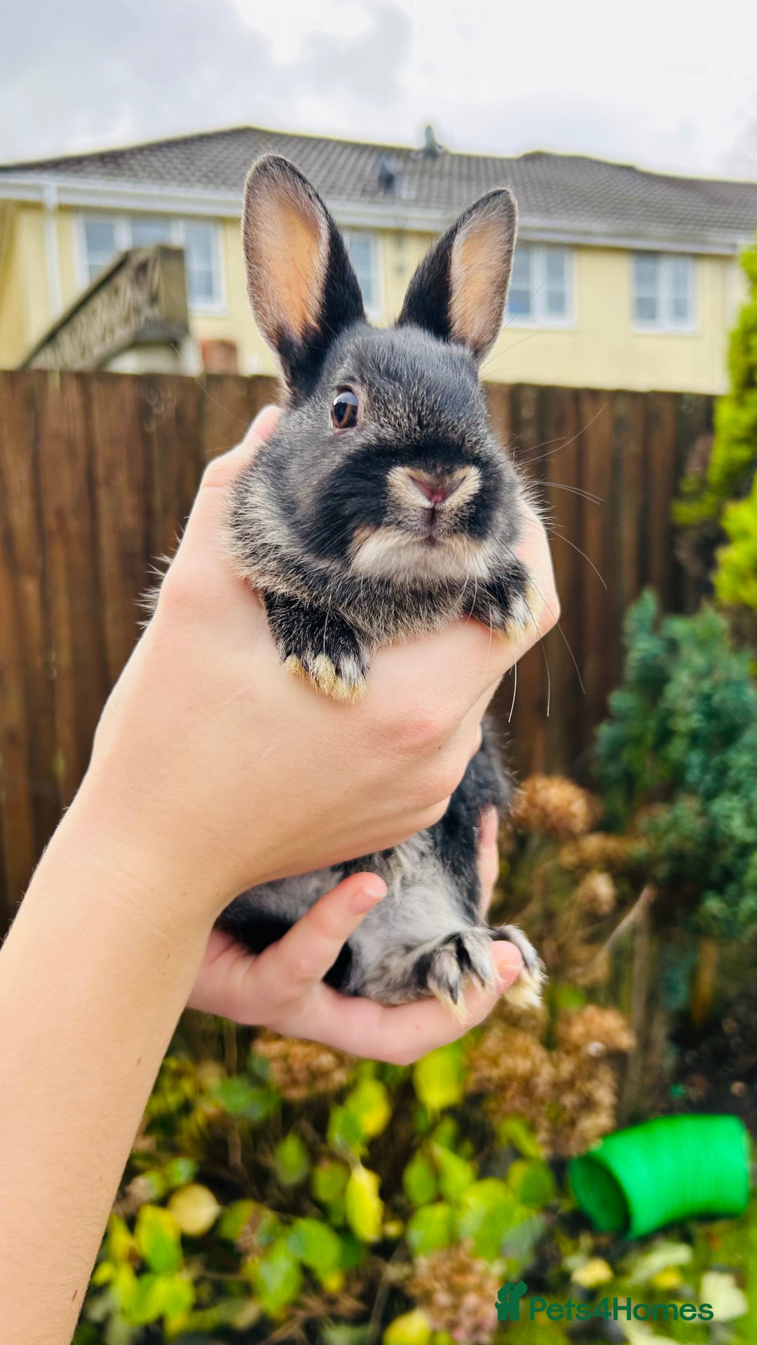 Netherland Dwarf rabbits for sale: Netherlands dwarf bunnies  - Advert 1