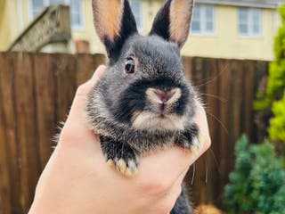 Netherland Dwarf rabbits Netherlands dwarf bunnies - Advert 2