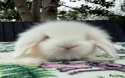 Mini Lion Lop rabbits for sale: EUROPEAN TEDDYWIDDER BABIES  - Image 5