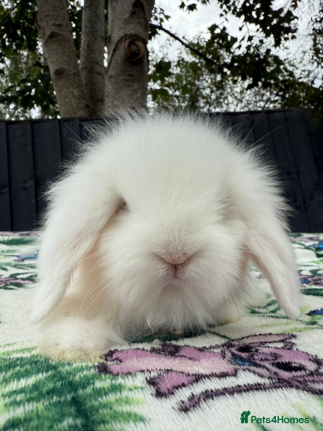 Mini Lion Lop rabbits for sale: EUROPEAN TEDDYWIDDER BABIES  - Image 5
